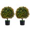 Artificial Boxwood Ball Topiary Tree 2 Pack Faux Potted Plant with Orange Fruit Green